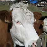 Bauernhof Auhof * ヴァークライン