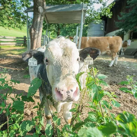 Bauernhof Auhof Wagrain