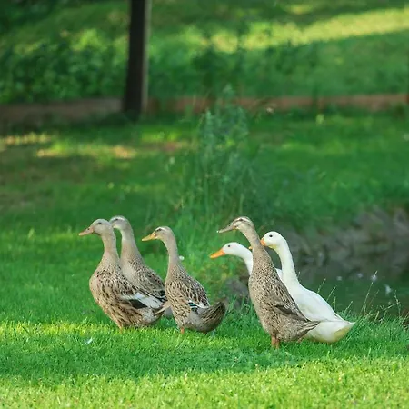Apartment Bauernhof Auhof *